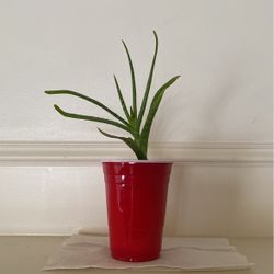 Aloevera Plant