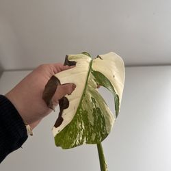 Monstera Albo Top Cutting