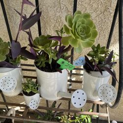 Succulent Watering Cans Planters