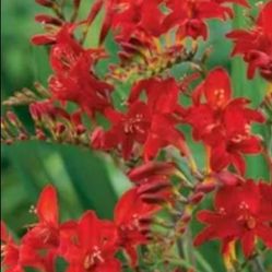 Crocosmia plants