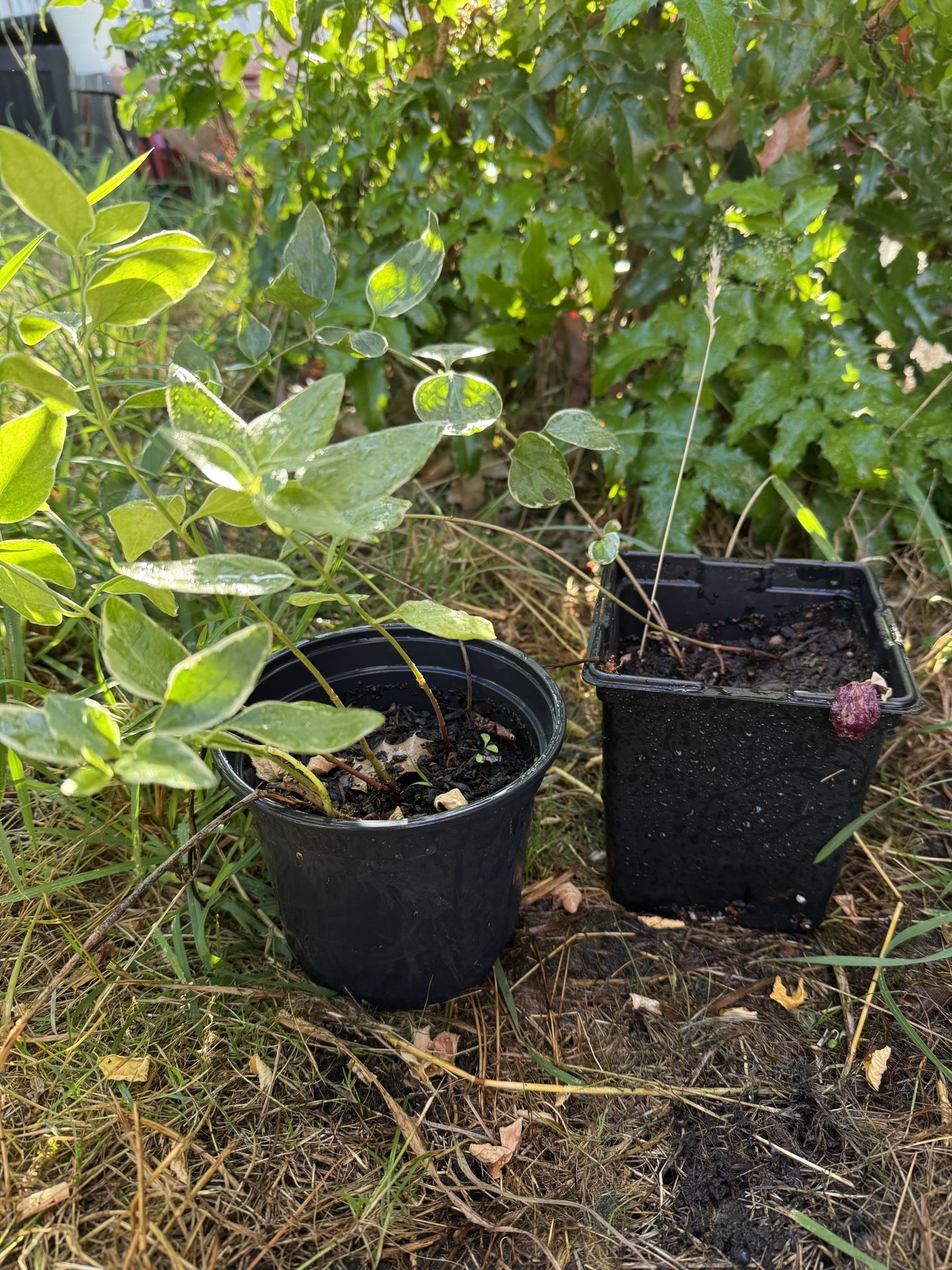 2 Variegated Vinca Vine Plants
