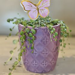 String Of Turtles In Purple Ceramic Pot