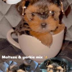 Play Doll Tea Cup, Still Available 