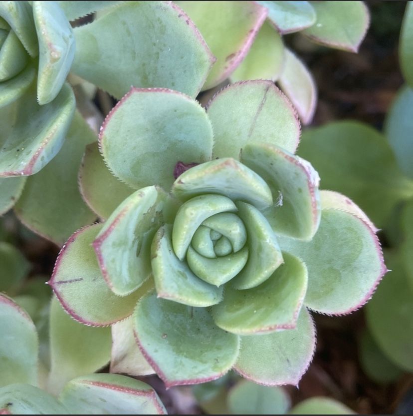 Variety of Succulent Cuttings-total Of 12