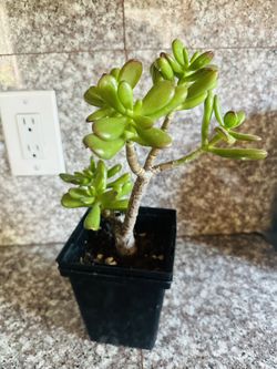 Green Jade Plant 
