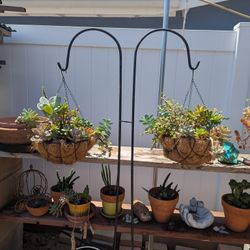 2 Hanging Baskets Full Of Succulents $29 Each $39 With Hook Ea.