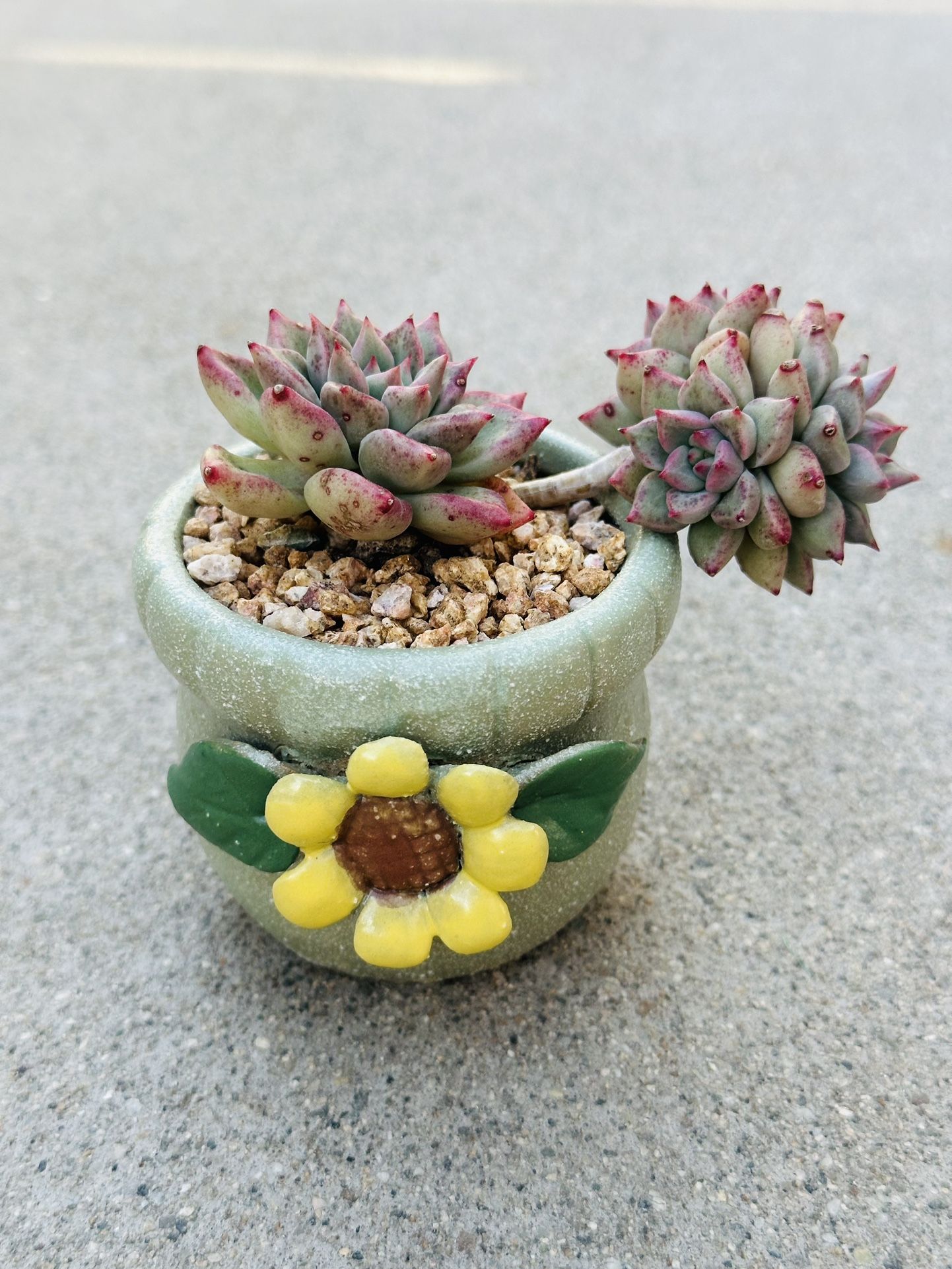 Succulents plants 🪴 （Echeveria Paint barrel）