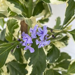 Duranta Sweet Memory  Purple Flowering Shrub For Hedge Pollinator Gardens Tropical Landscapes, Is Variegated Leaves In 5 Gallóns Pot 4 Feet Tall Pick 