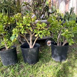 Jade Plants   $25  each Pot 