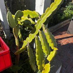 dragon fruit cactus (Hylocereus / pitaya) 