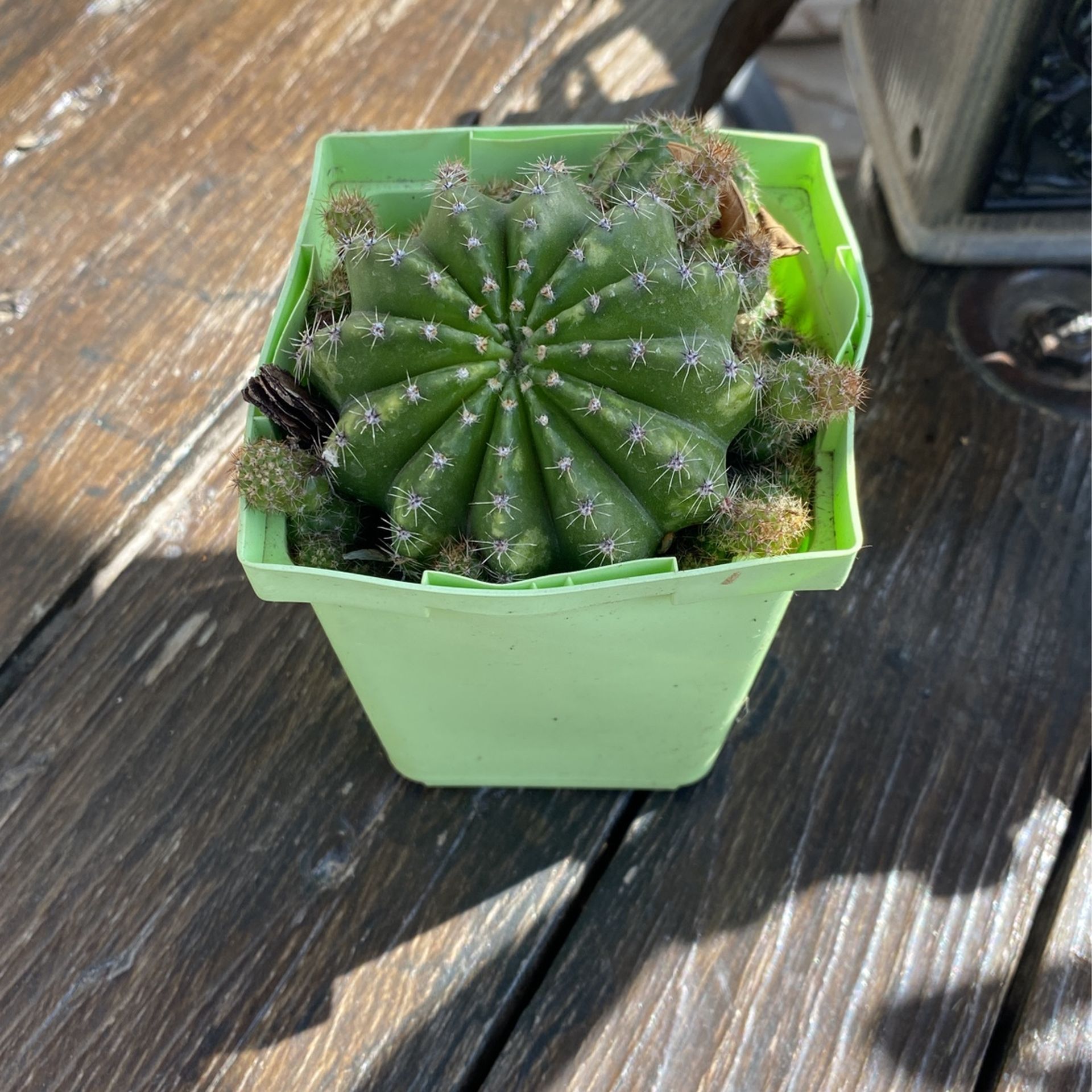 Cactus $6.00 Cada Uno