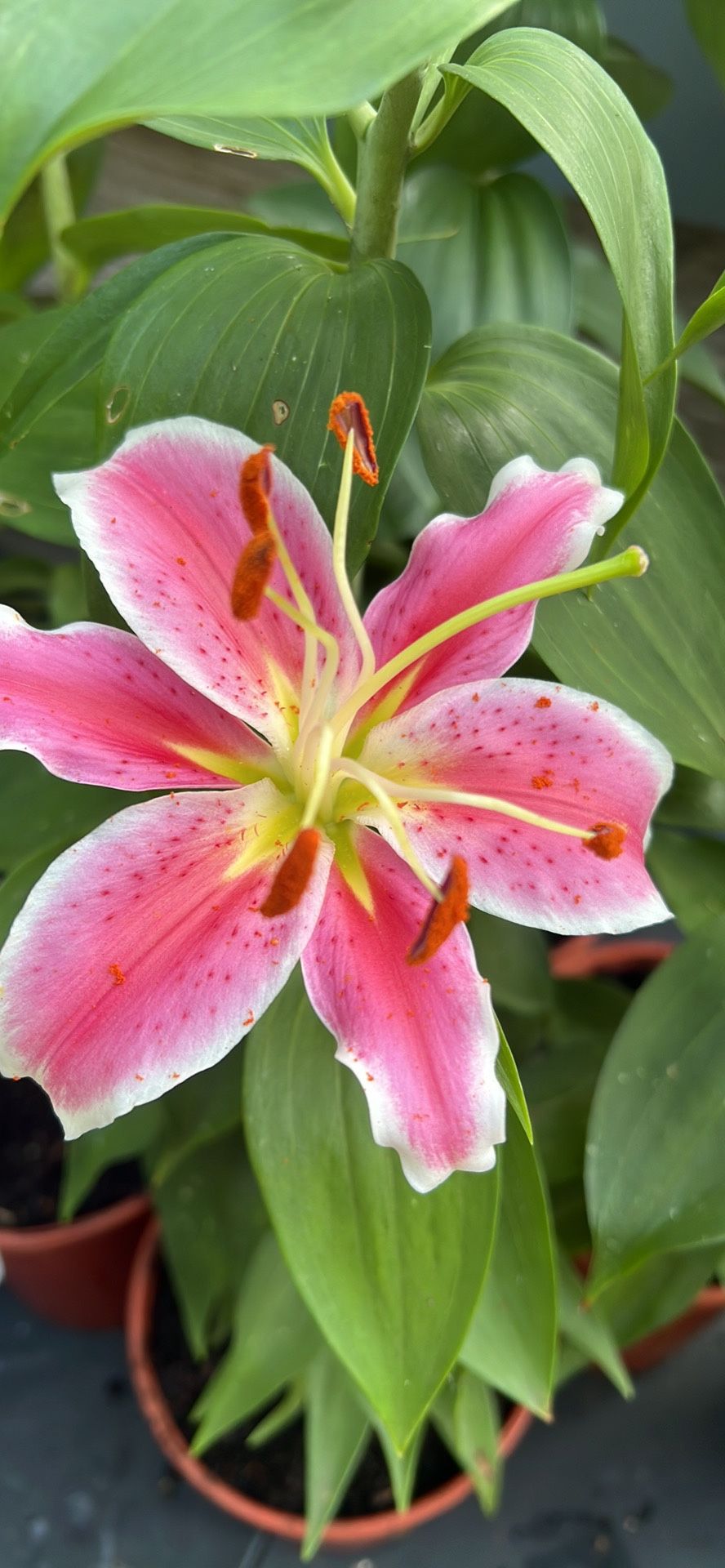 Oriental Lilium Starlight express,