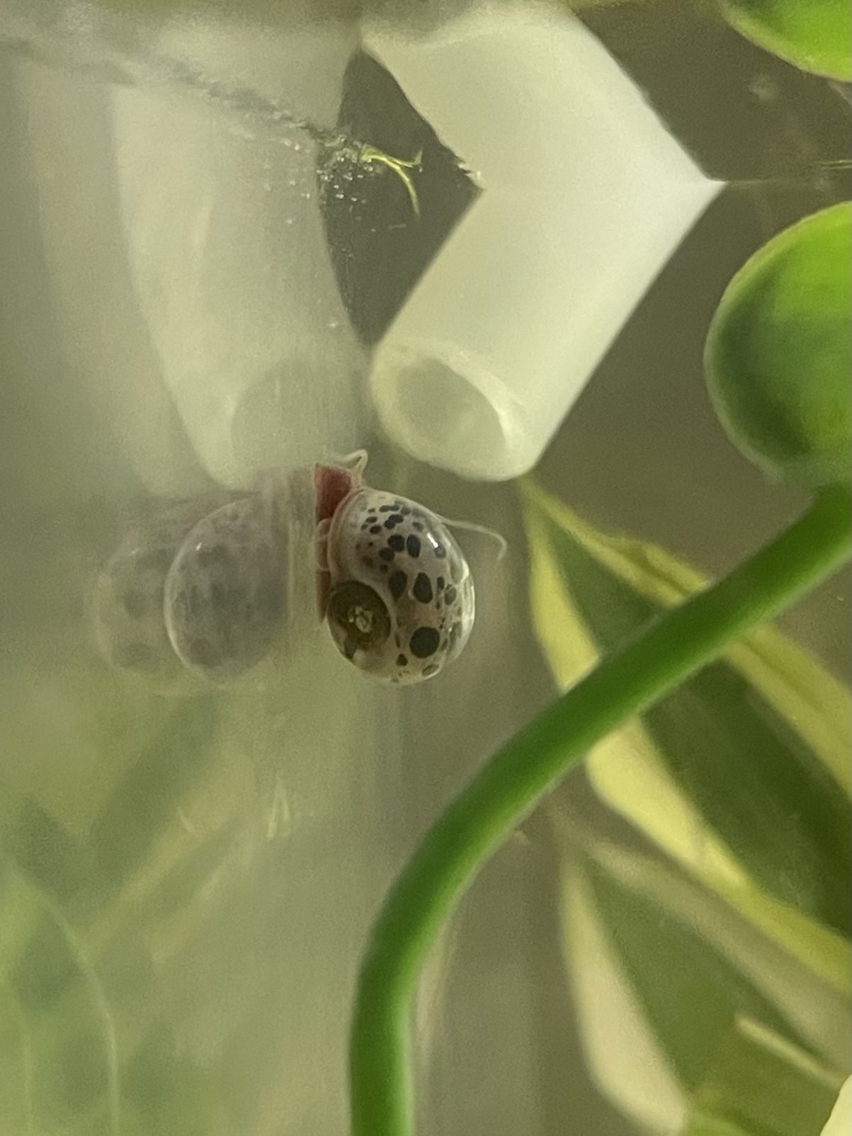 Freshwater Live Snail