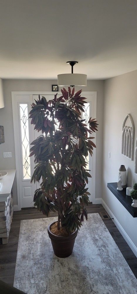 Silk Tree 8 ft tall