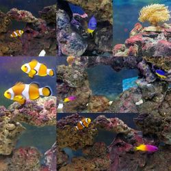 Bonded pair of Ocellaris Clownfish
