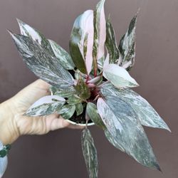 4” Pink Princess Marble Galaxy 