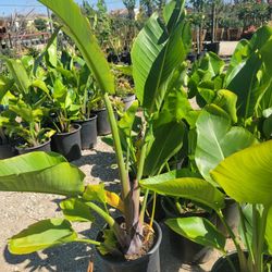 Giant Bird of Paradise