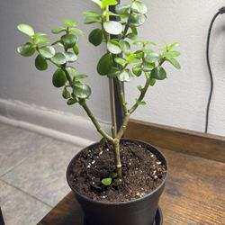 Dwarf Jade Plant 
