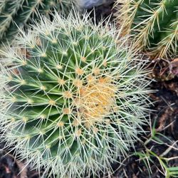 Free Blooming Cactus 🏜️