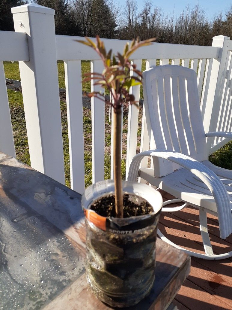 Elderberry Plants
