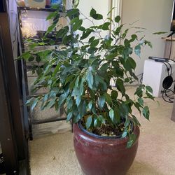 Small Tree In Pot