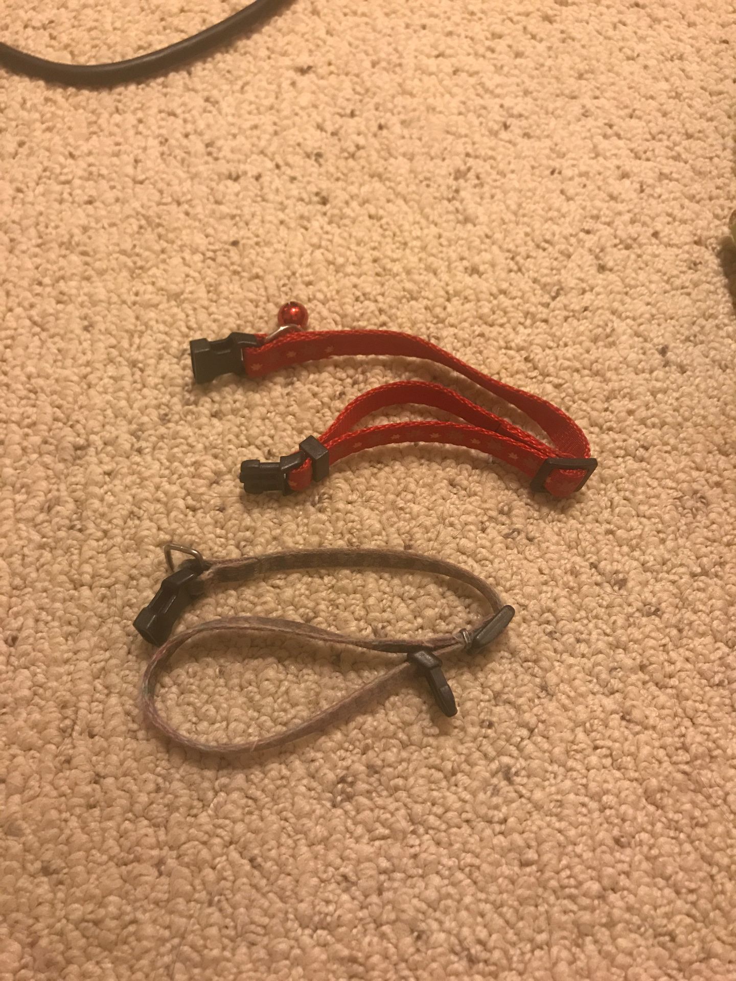 Small dog collars one with bell