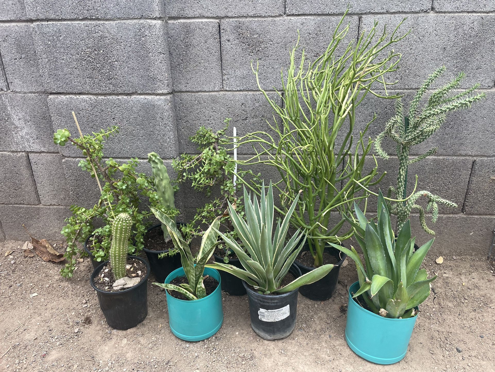 Plants