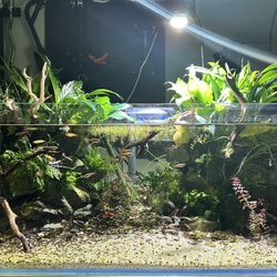 UNS 90S Fish Tank Aquarium- Full Setup