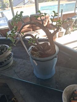 Jade trees