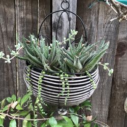 A basket of Haworthia & string of pearls