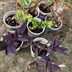 $3 plants