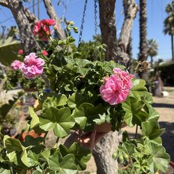 Geralio flower plant