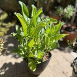 Mexican Hat Succulent