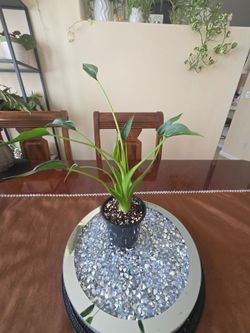 🌿 💃Alocasia Tiny Dancer 🌿💃