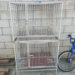 Birds Cage