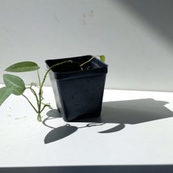 Rare Uncommon Cebu Blue Pothos Money Plant / House Plant/ Indoor Plant Flower Patio Garden 