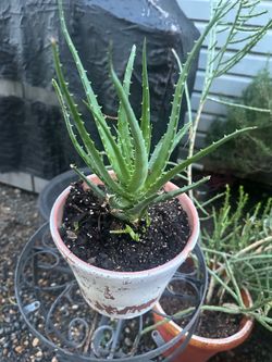planta de savila  decorativa