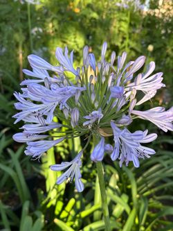 Agapanthus plant 🪴