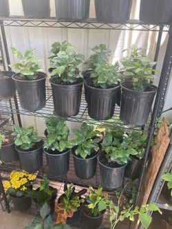 Arabica coffee ☕️ plants