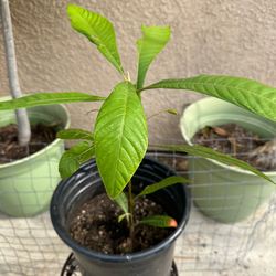 Mamey Sapote seedling.