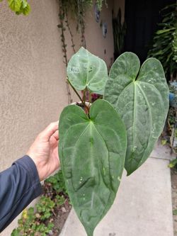 Hybrid Anthurium Magnificum X Dark Phoenix Plant $38