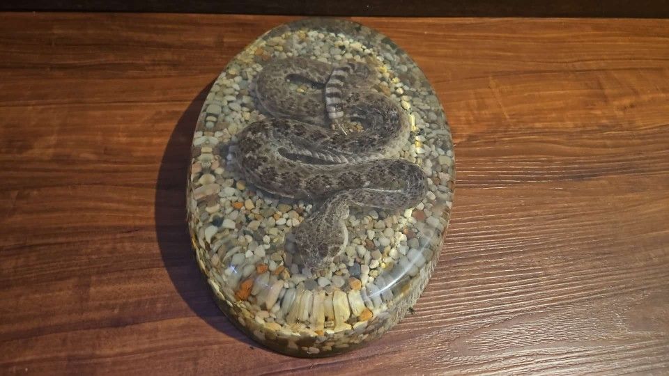 Real Diamondback Rattlesnake Vintage Resin Lucite Taxidermy