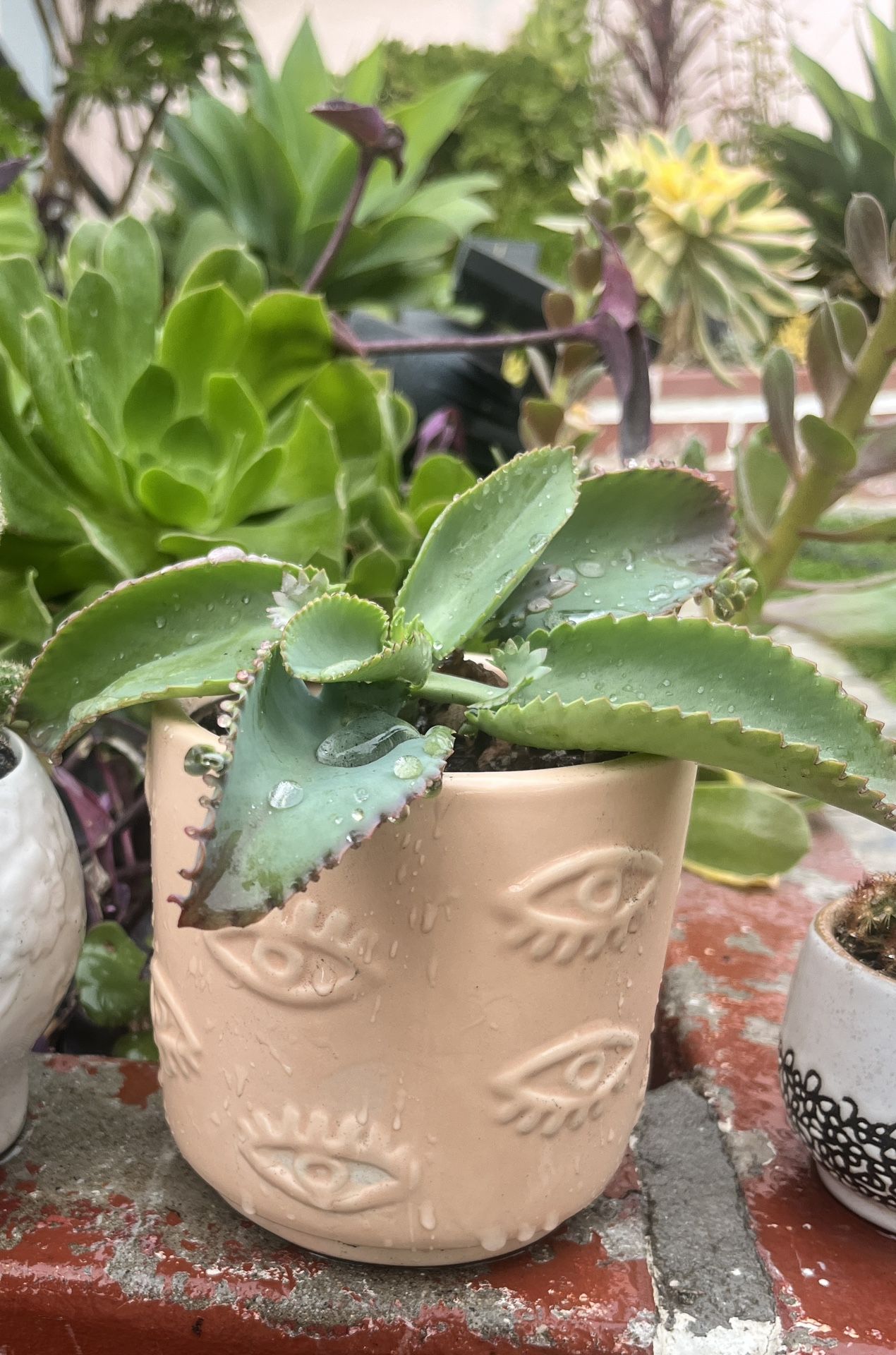 Eye Ceramic Pot With Succulent