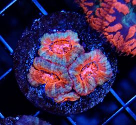 Acan Coral Frag