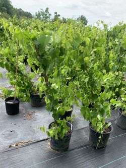 bushes of grapes