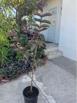 Malaysia Red Guava Tree