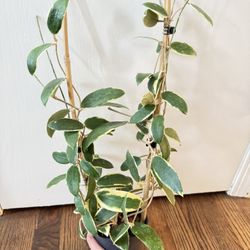 Hoya Acuta Variegated 5” Mother Plant 