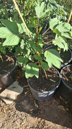 Jamaica Plant in Black Nursery Pot jamaica