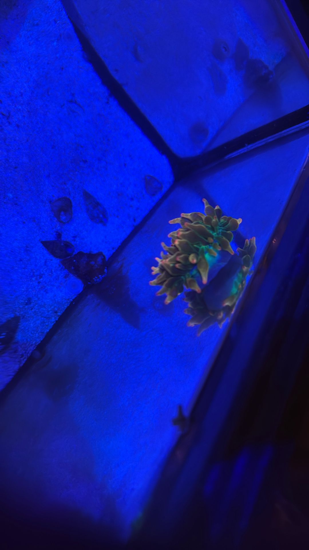 Rainbow Bubble Tip 