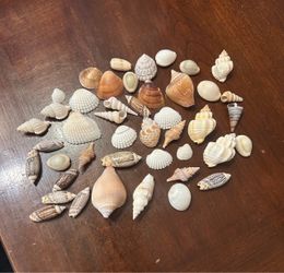 Mixed Seashell Collection Lot